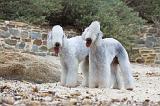 BEDLINGTON TERRIER 029